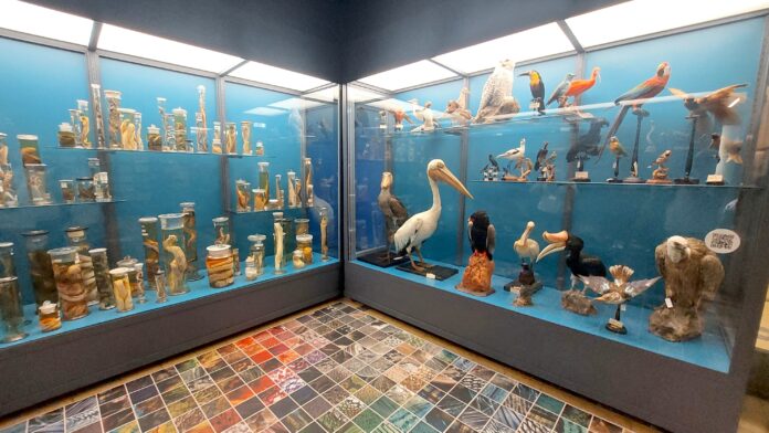 Sala Biodiversità